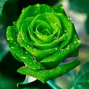 Meet your Posher, Brasia